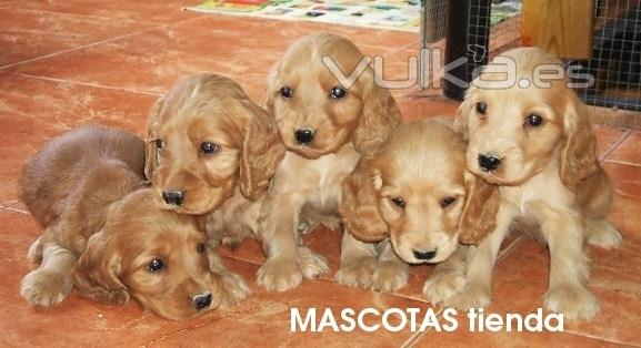 Nuestra camadas, cocker spaniel ingls