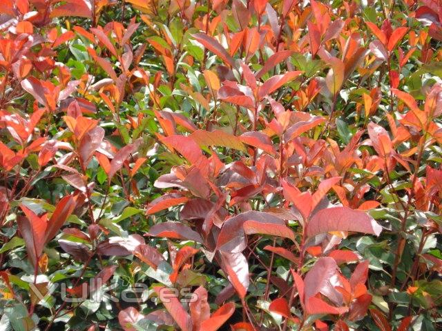 PHOTINIA FRASERI RED ROBIN ( VISTA DE CAMPO)