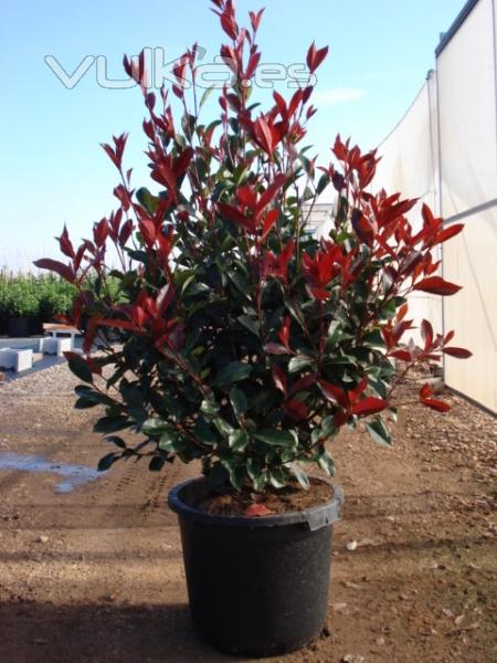 PHOTINIA FRASERI RED ROBIN   C- 40