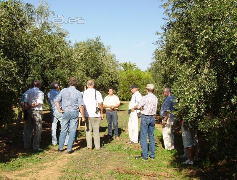 Grupo de visitantes entre olivos arbequinos.