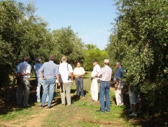 Grupo de visitantes entre olivos arbequinos.