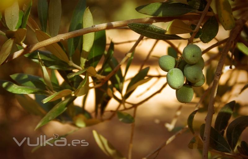 Aceitunas arbequinas en septiembre.