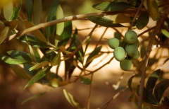 Aceitunas arbequinas en septiembre.