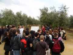 Estudiantes, escolares el olivo y el aceite de oliva desde un punto de vista didactico
