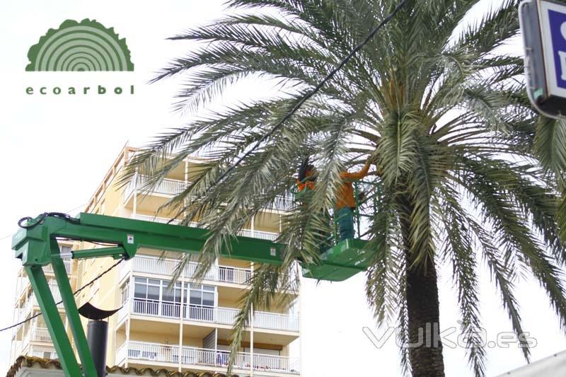 poda de palmeras en valencia