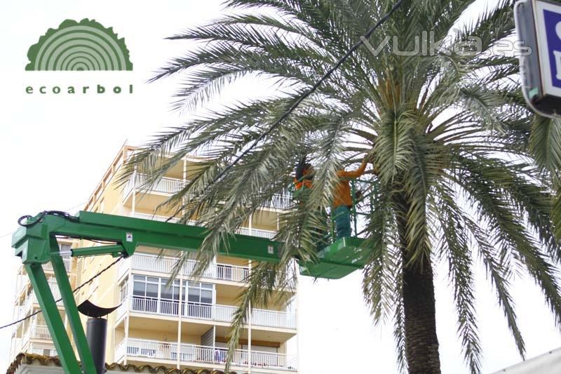 poda de arboles y palmeras en comunidad valenciana