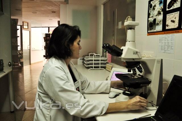 La Dra. Lorente al microscopio en el laboratorio de ADERVET