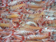 Foto 700 mariscos - Pescados y Mariscos Galan !! Marisco a Domicilio en 24 h !!