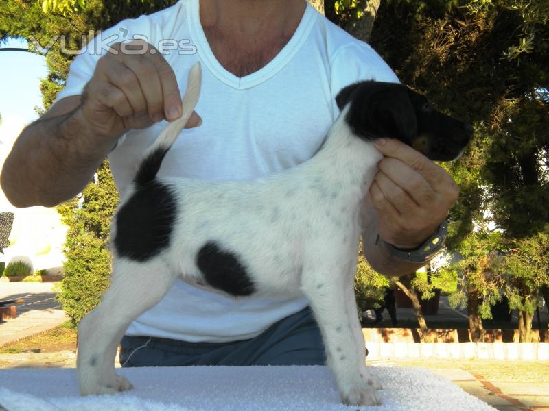 Fox Terrier de Pelo Liso de Zococan