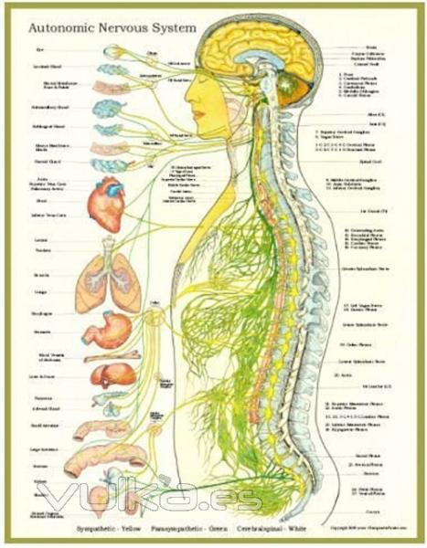 Osteopata