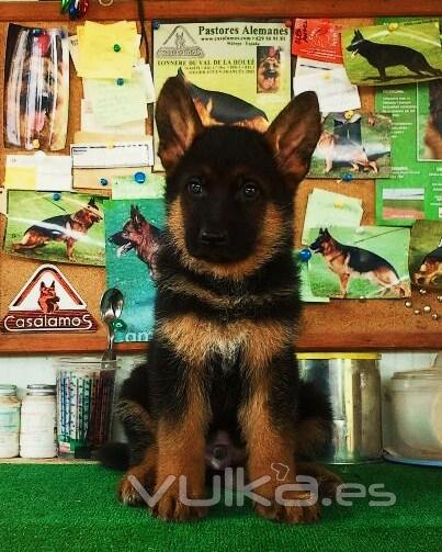 Pastor alemán en Málaga,quieres un cachorro como éste??