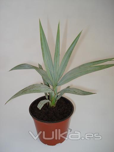 NANNORRHOPS RITCHIEANA SILVER