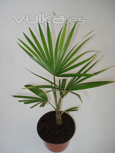 TRACHYCARPUS MARTIANUS