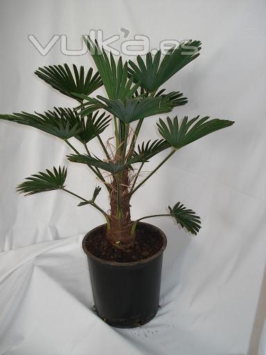 TRACHYCARPUS WAGNERIANUS