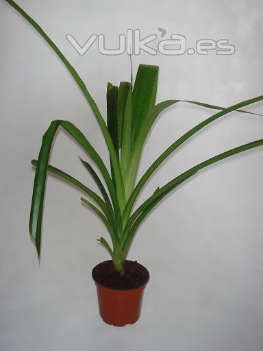 PANDANUS FURCATUS