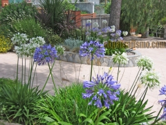 Agapantos en un jardin sostenible