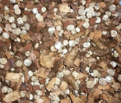 Mezcla de varios tipos de sustrato para orquídeas enriquecido con humus de lombriz.