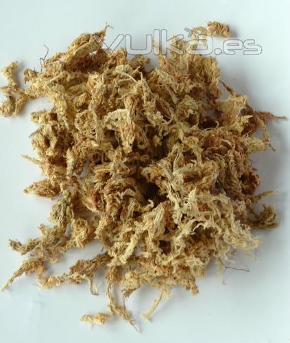 Esfagno de fibra larga (8 cm) de tradicional uso en el cultivo de orqudeas por sus excelentes