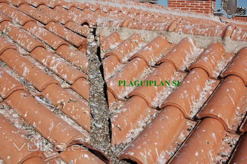 Gran acumulacin de excrementos de palomas en tejado