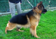 Adiestramiento canino  - foto 2