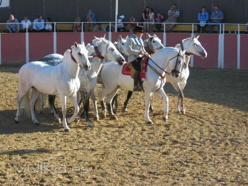 Cobra de Yeguas Pura Raza Española