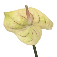 Flor artificial anthurium marfil 65 en lallimonacom