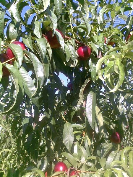 nectarina temprana