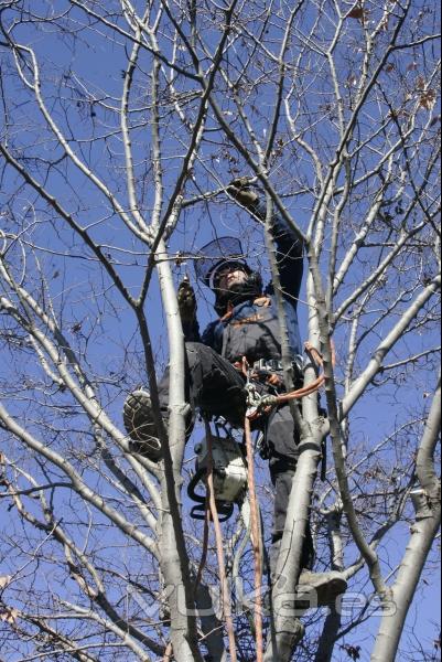 Poda de arboles con tecnicas de trepa. 