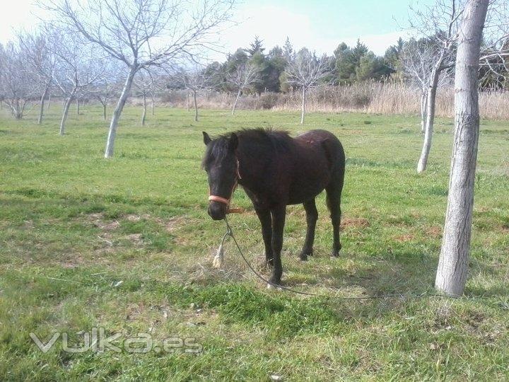 El caballo Napolen