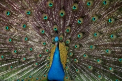 Otro de los pavos reales