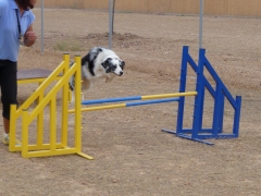 Residencia canina madrid-voran