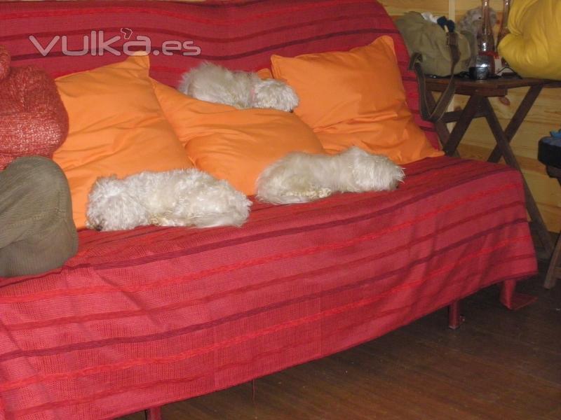 Residencia Canina Madrid-VORAN