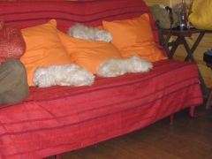 Residencia Canina Madrid-VORAN
