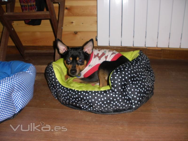 Residencia Canina Madrid-VORAN