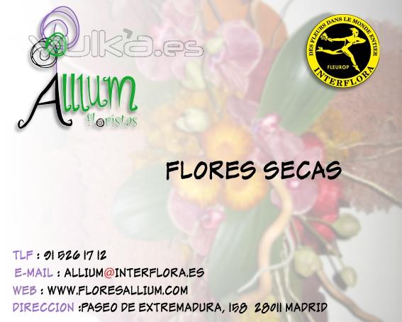 Floristeria Allium Flores Secas