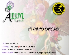 Floristeria allium flores secas