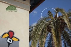 Ecoarbol - foto 35