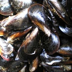 Mejillones de la ria de arosa  wwwrincondelgallegocom