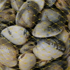 Almejas babosas  wwwrincondelgallego