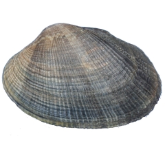 Almeja japonica o de carril  wwwrincondelgallegocom
