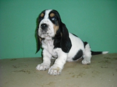 Basset hound de zococan en ronda sur murcia