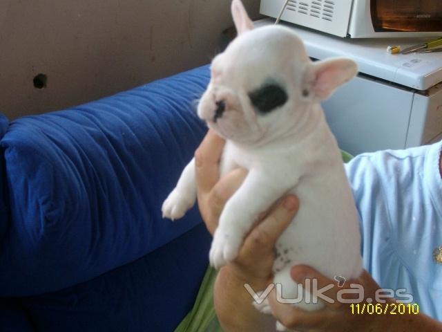 Venta de Cachorros Bulldof Frances en Murcia,Ronda Sur