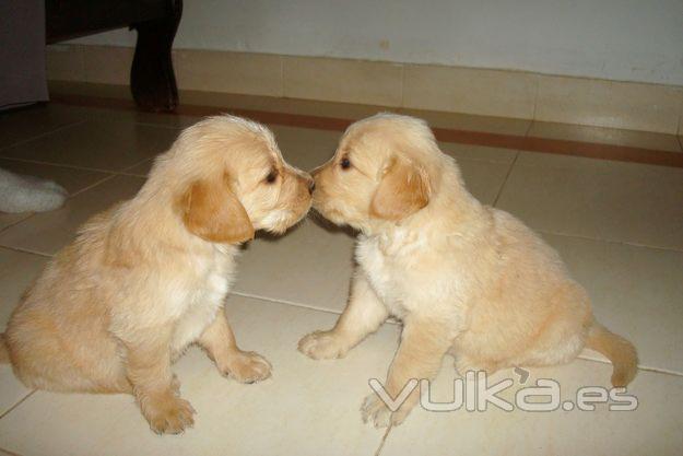 Golden Retriever en Murcia,zococan,Ronda Sur