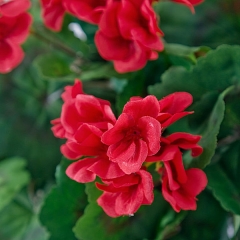 Planta artificial colgante geranios rojos en lallimona.com detalle2