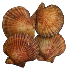 Zamburinas gallegas wwwrincondelgallegocom