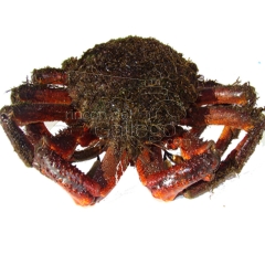 Centolla gallega  wwwrincondelgallegocom
