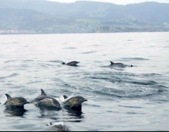Avistamiento de cetáceos junto a Izaro