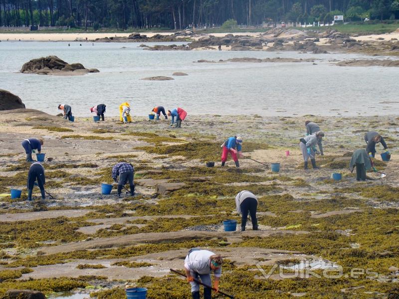 Mariscadoras recogiendo la almeja de sabordaria.com