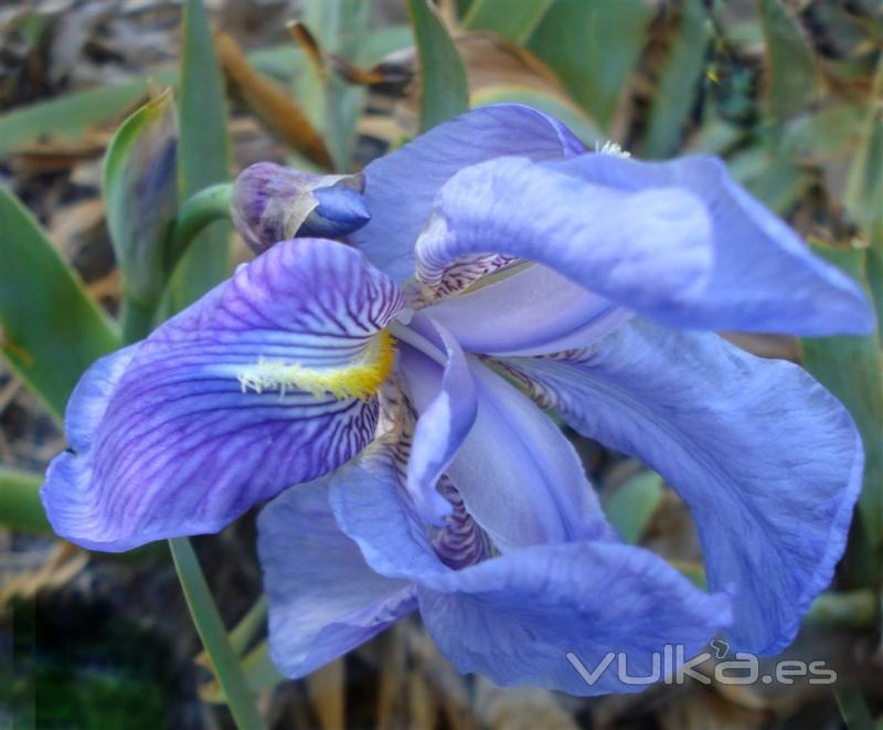 Terapia de Flores de Bach para regular las Emociones