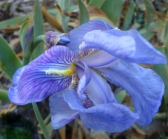 Terapia de Flores de Bach para regular las Emociones